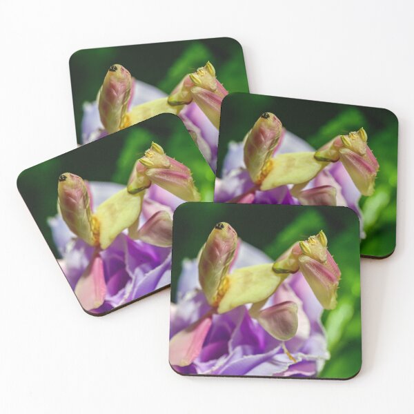 Item preview, Orchid mantis designed and sold by TUmantis.