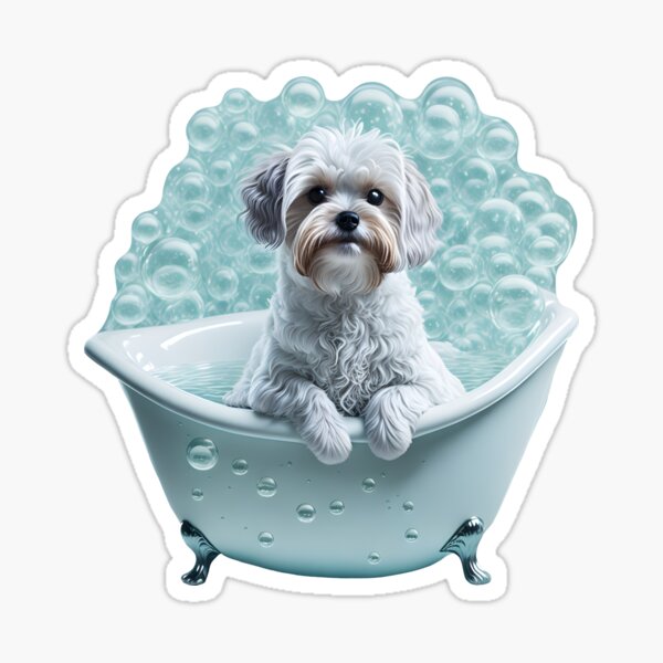 Maltese bath hot sale