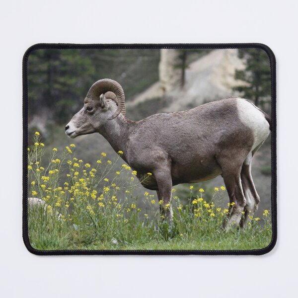 Item preview, Acting Sheepish designed and sold by timdaytimages.