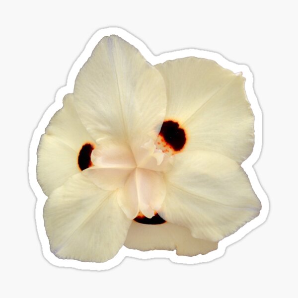 Fortnight Lily Flower Sticker