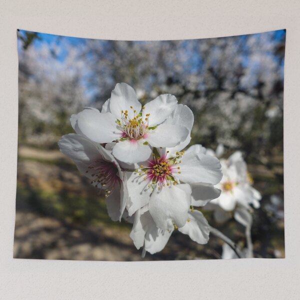 Item preview, Almond Blossoms  designed and sold by karinasalwaszka.