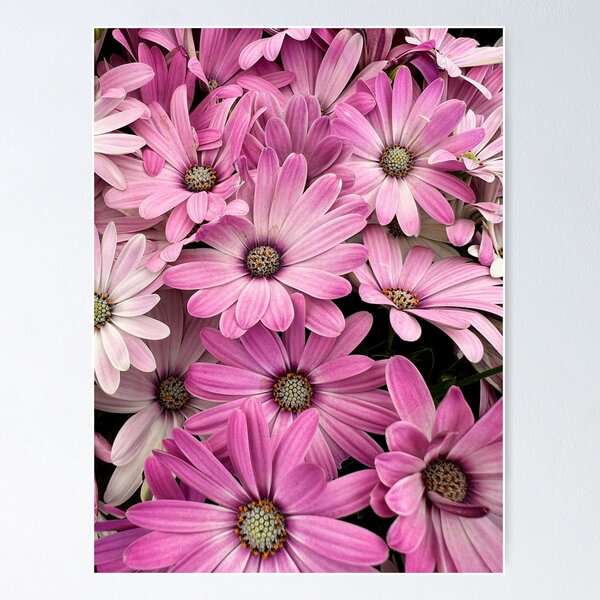 Pink and white osteospermum flowers Poster