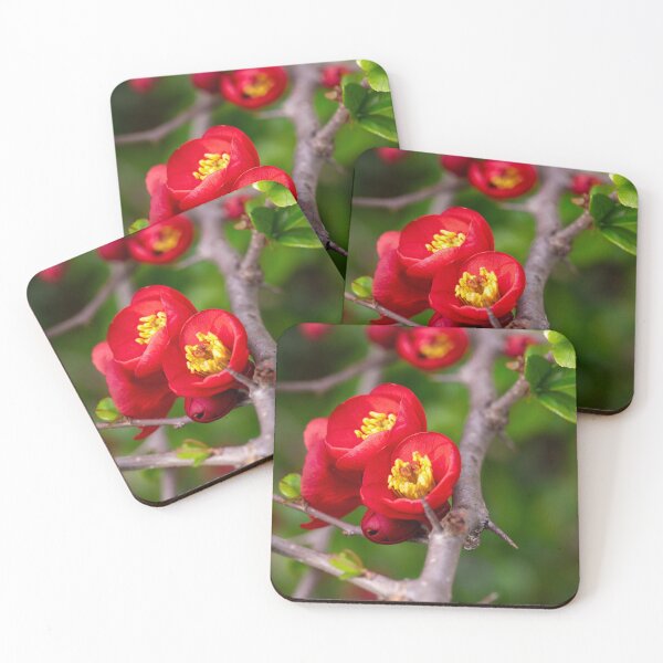 Item preview, Blooming chinese quince designed and sold by KellyRHarding.