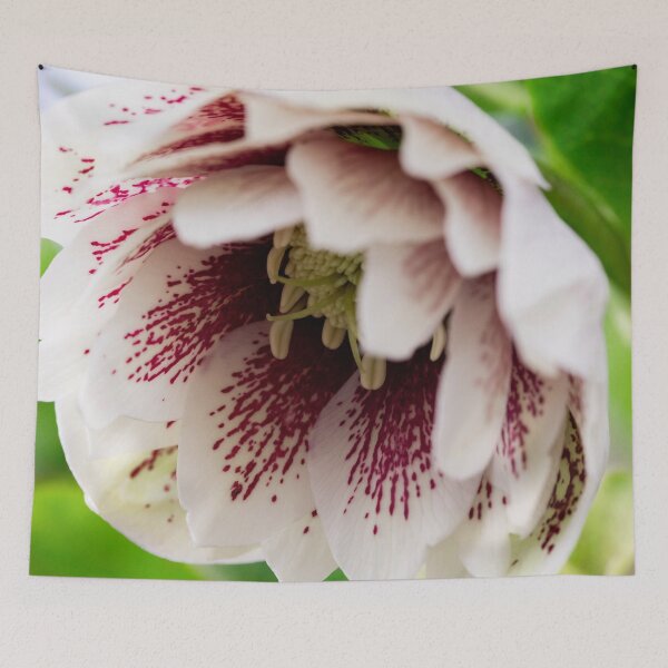 Item preview, inside a helleborus orientalis designed and sold by KellyRHarding.