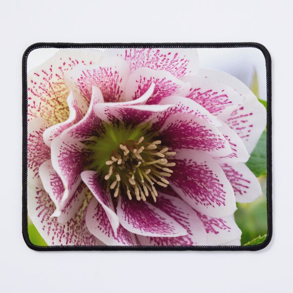 Item preview, Lenten rose designed and sold by KellyRHarding.
