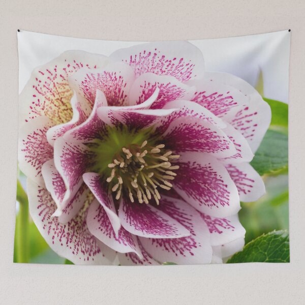 Item preview, Lenten rose designed and sold by KellyRHarding.