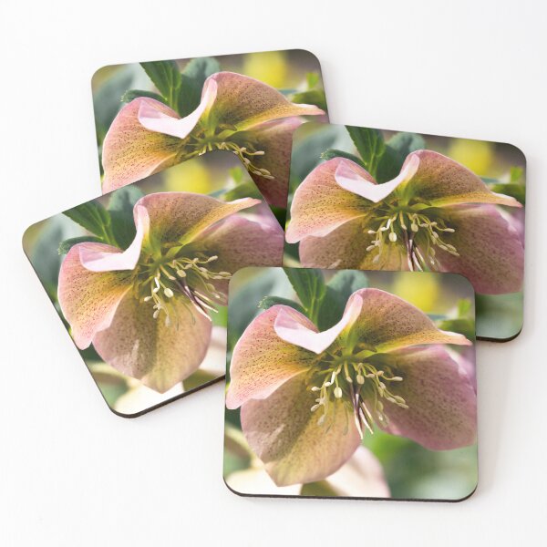 Item preview, Opening hellebores designed and sold by KellyRHarding.