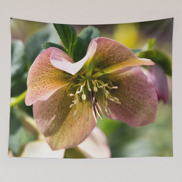 Item preview, Opening hellebores designed and sold by KellyRHarding.