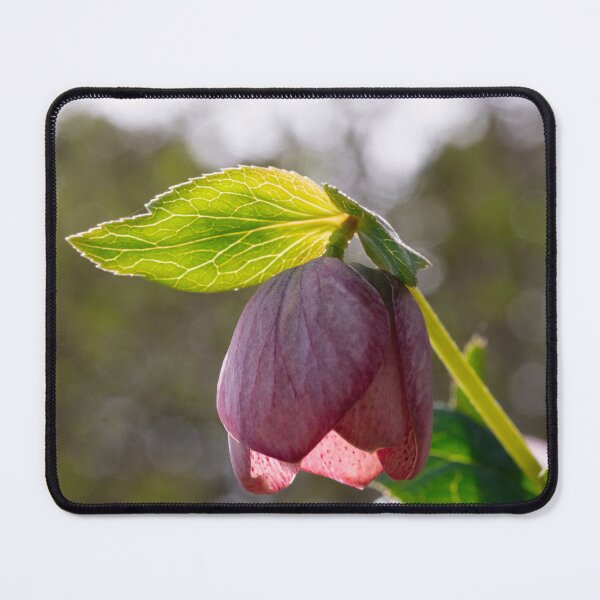 Item preview, Glowing leave above rose designed and sold by KellyRHarding.