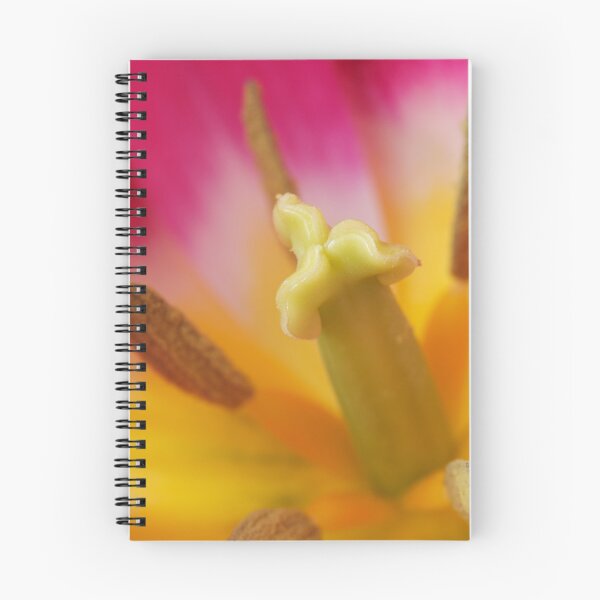 Item preview, Tulipa 'Ballade' AGM Tulip Lily-flowered Group April designed and sold by Chris Burrows.