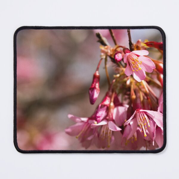 Item preview, Blooming cherry trees designed and sold by KellyRHarding.