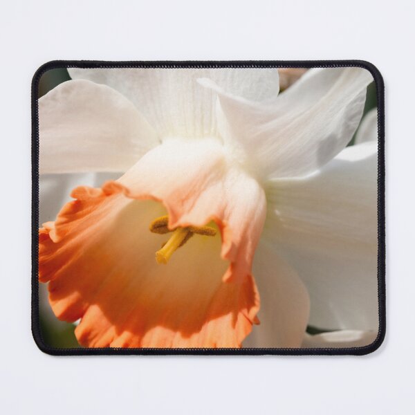 Item preview, Close-up of a daffodil designed and sold by KellyRHarding.