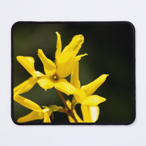 Item preview, Forsythia flower designed and sold by KellyRHarding.