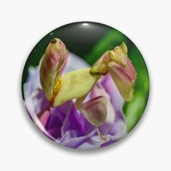 Item preview, Orchid mantis designed and sold by TUmantis.
