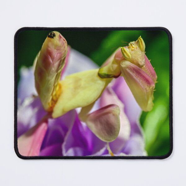 Item preview, Orchid mantis designed and sold by TUmantis.