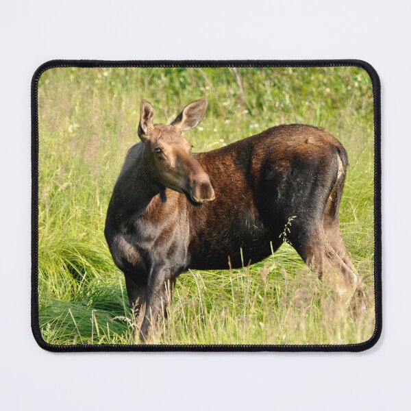 Item preview, Moose Alert designed and sold by Barbara Burkhardt.