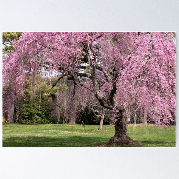 Item preview, Tree of pink blossoms designed and sold by KellyRHarding.