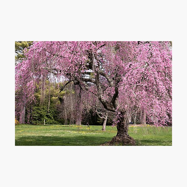 Item preview, Árbol de flores rosadas designed and sold by KellyRHarding.
