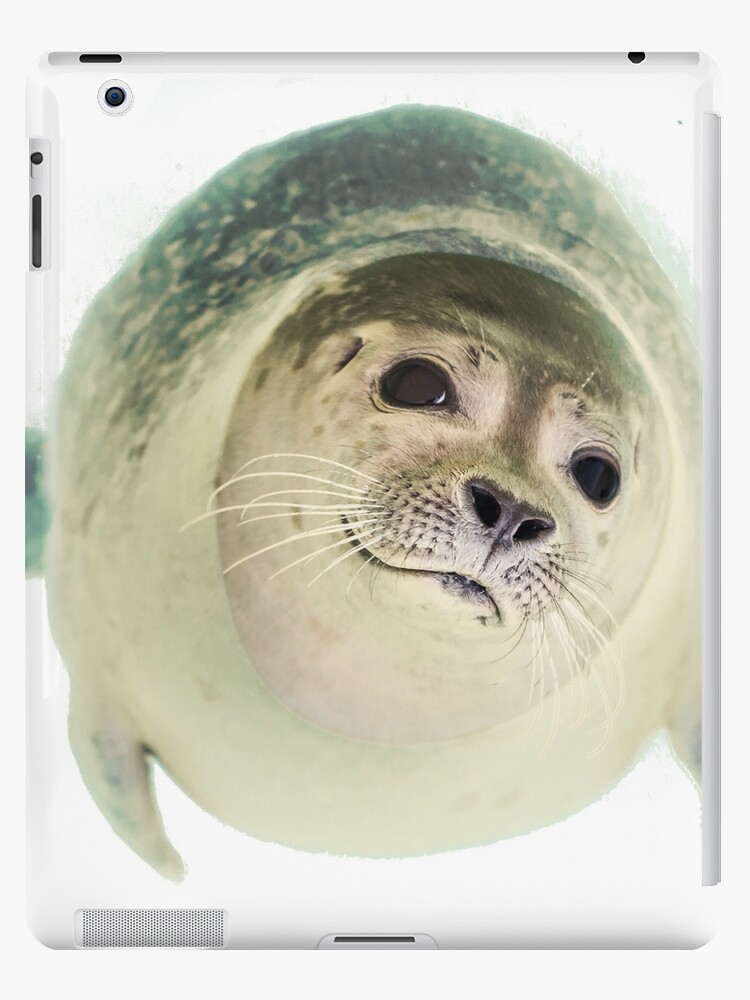 Kühlschrank Heuler seal baby Magnet: kleiner Seehund 