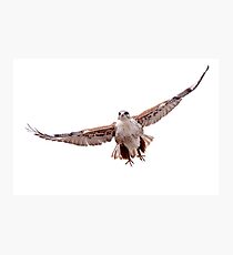 Ferruginous Hawk Photographic Print