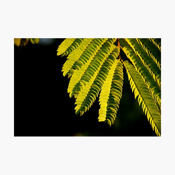Item preview, Mimosa in Sunlight designed and sold by TJ Zook.