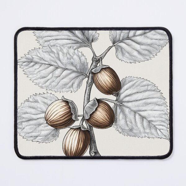 Item preview, Hazel Branch with leaves and hazelnuts, botanical illustration designed and sold by Edith Leyster.