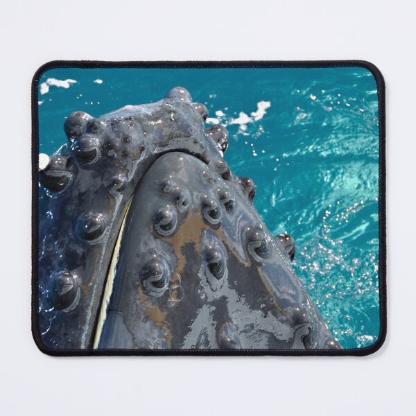 Item preview, Humpback Whale _ Spy Hop designed and sold by Barbara Burkhardt.