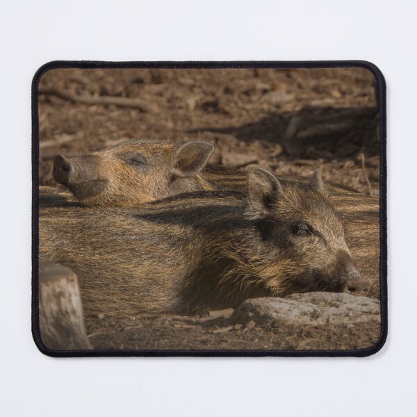 Item preview, Wild boar piglets napping designed and sold by WildEncounters.