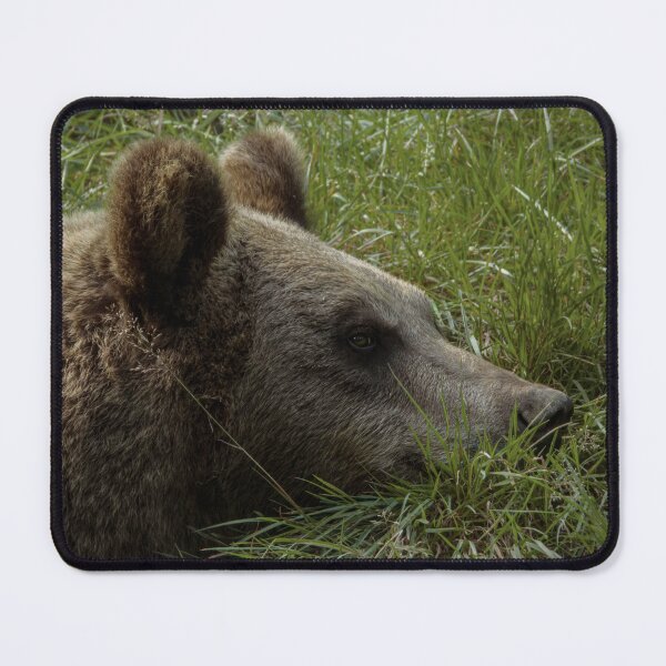 Item preview, Lazy bear designed and sold by WildEncounters.