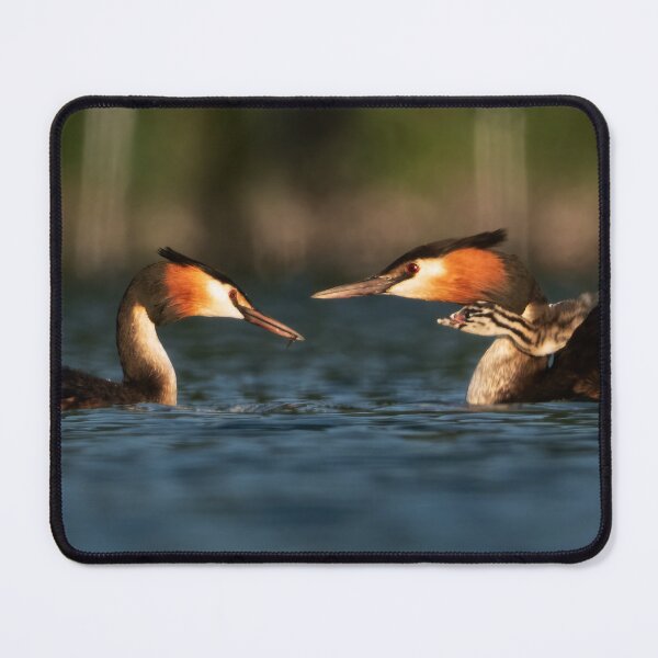 Item preview, Great crested grebe feeding time designed and sold by WildEncounters.