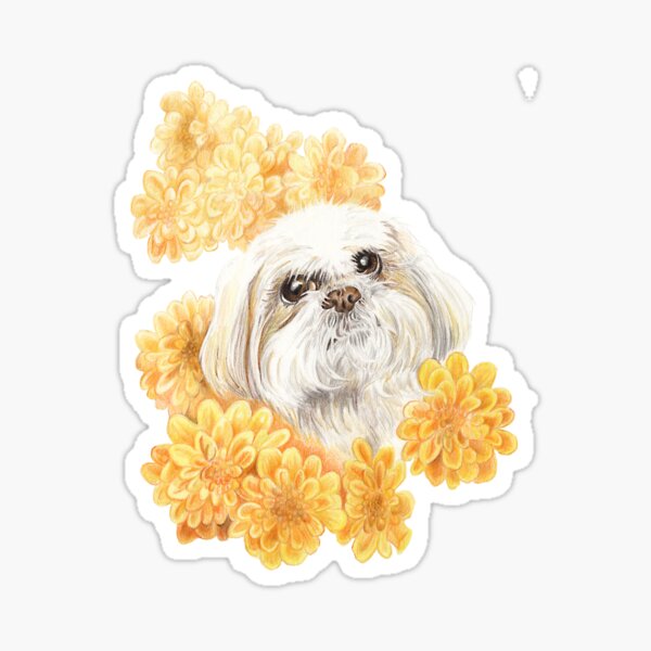 Miss Shih Tzu Sticker