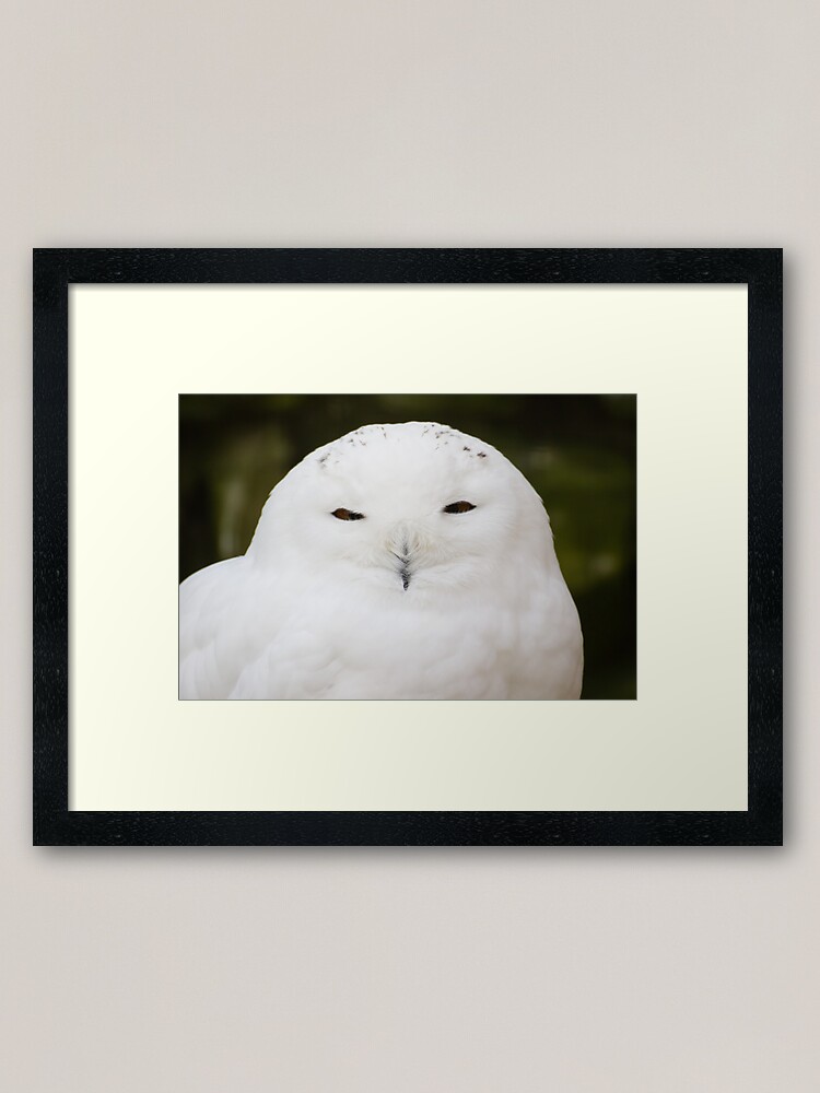 "Snowy white Owl" Framed Art Print by ensell Redbubble