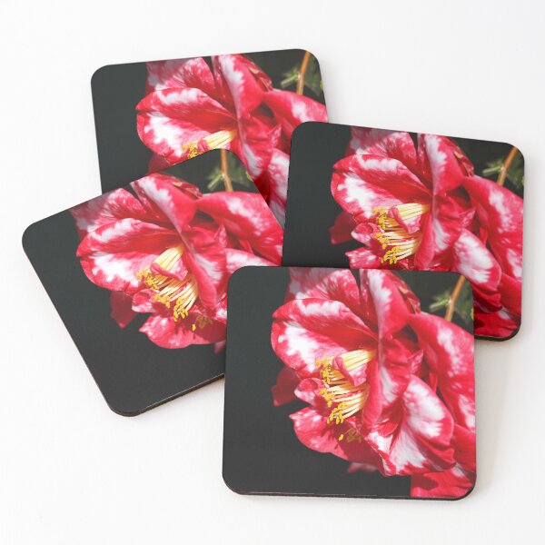 Artikelvorschau, Bunte rote Japonica-Kamelie entworfen und verkauft von Joy Watson - Natural Light Photography .