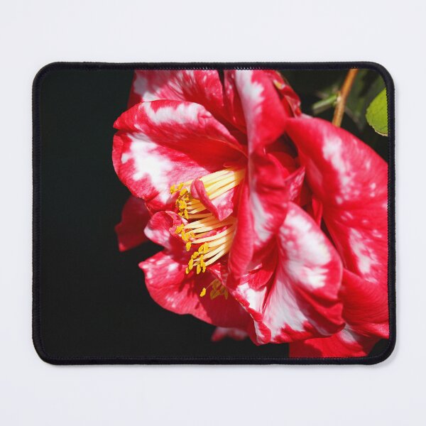 Item preview, Variegated Red Japonica Camellia designed and sold by Joy Watson - Natural Light Photography .