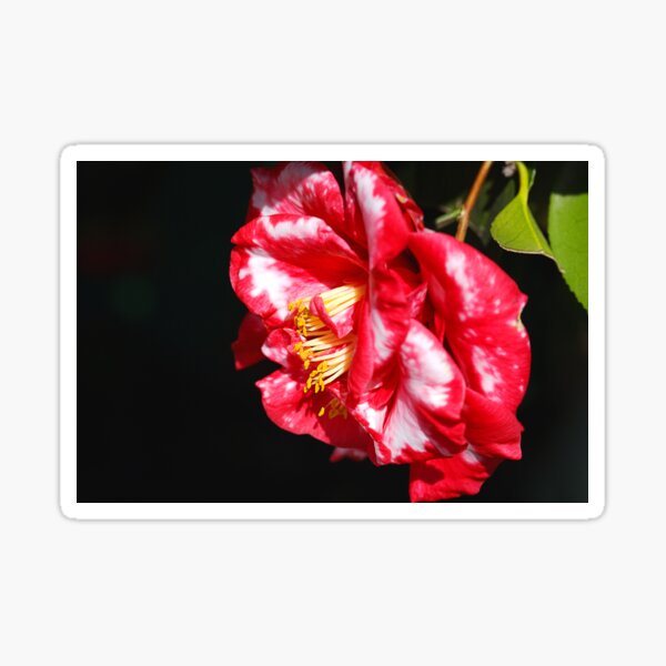 Camellia Flower Sticker – CJ's Sticker Shop