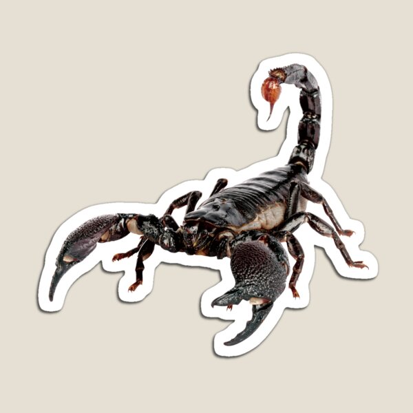 Scorpio Magnet
