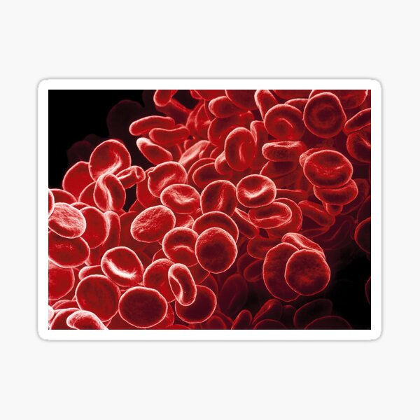 Item preview, Red blood cells, SEM (P242/0323) designed and sold by SciencePhoto.