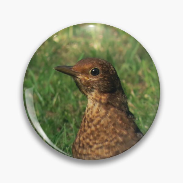 Item preview, Blackbird fledgling in daisies  designed and sold by WildEncounters.