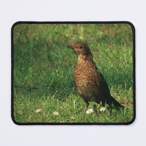 Item preview, Blackbird fledgling in daisies designed and sold by WildEncounters.
