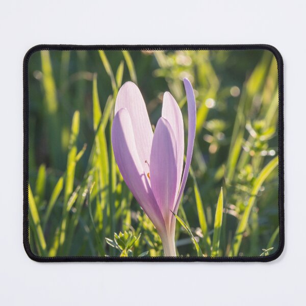 Item preview, Autumn crocus purple flower designed and sold by StohlerPhotos.
