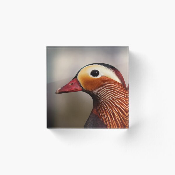 Aperçu de l'œuvre Fabuleux canard mandarin créée et vendue par WildEncounters.