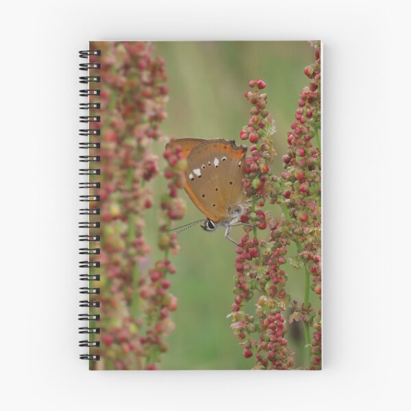 Item preview, Scarce copper butterfly on a sorrel plant designed and sold by WildEncounters.