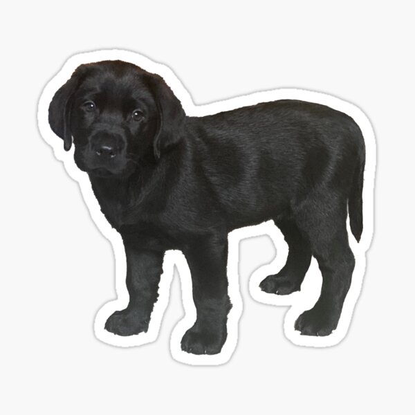 Lucas the Labrador Sticker
