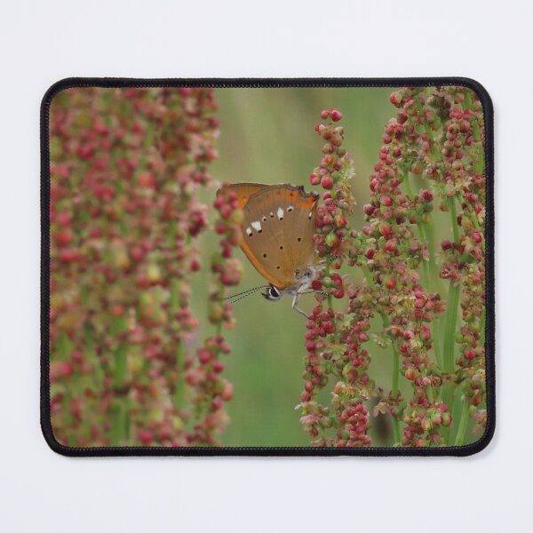 Item preview, Scarce copper butterfly on a sorrel plant designed and sold by WildEncounters.