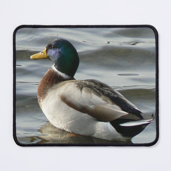 Item preview, Mallard Duck Photo designed and sold by PilgrimCraft.