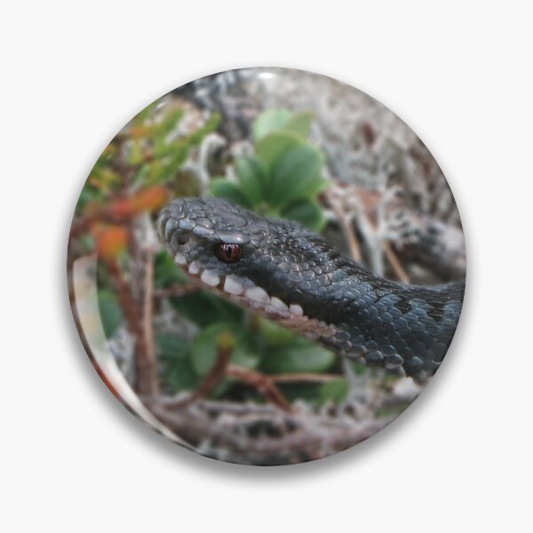Item preview, European viper designed and sold by WildEncounters.