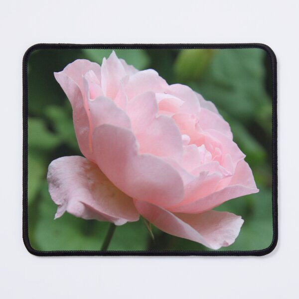 Item preview, English Rose  designed and sold by Emma  Amies.