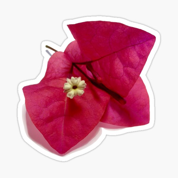 Bougainvillea Blossom Sticker