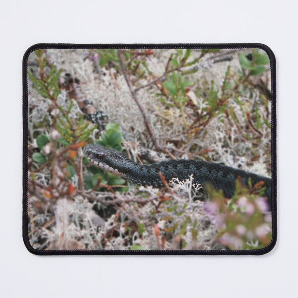 Item preview, European viper designed and sold by WildEncounters.
