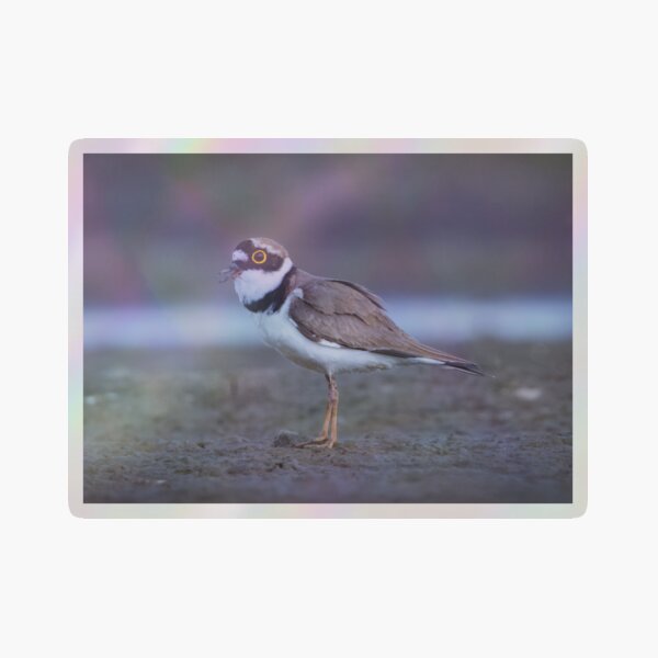 Item preview, Little ring plover calling designed and sold by WildEncounters.
